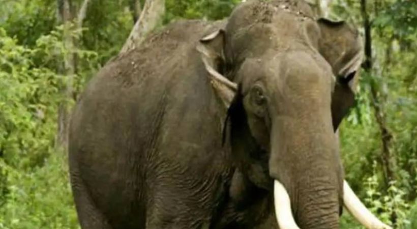 ഇടുക്കിയിൽ വീണ്ടും അരിക്കൊമ്പന്റെ ആക്രമണം; റേഷൻകട തകർത്ത് അരിയും ആട്ടയും അകത്താക്കി