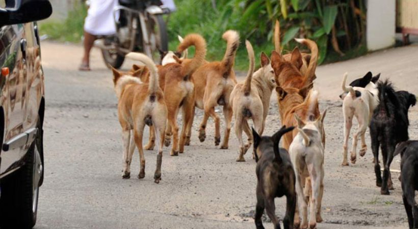 തെരുവ് നായ ആക്രമണം; നിയമഭേദഗതിക്കായി കേന്ദ്രത്തെ സമീപിക്കണം: മനുഷ്യാവകാശ കമ്മിഷൻ.