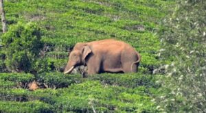 <b>ഓപ്പറേഷൻ അരികൊമ്പൻ; സ്റ്റേ നടപടിക്കെതിരെ പ്രതിഷേധം കടുപ്പിക്കാൻ നാട്ടുകാർ.</b>