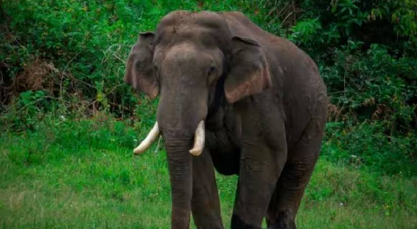 അരികൊമ്പൻ വിഷയത്തിൽ സമർപ്പിച്ച ഹർജി തള്ളി സുപ്രിംകോടതി