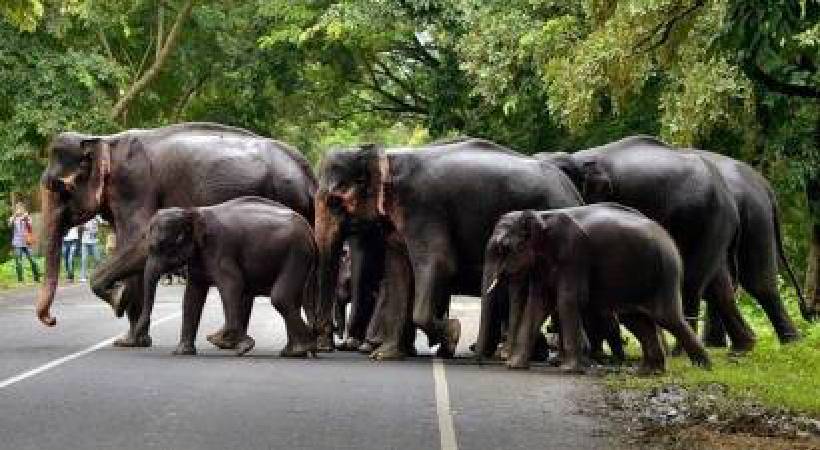 ആന സെൻസസ് ഇന്ന്; കാട്ടാനകളുടെ കണക്കെടുപ്പ് ഇന്ന് പൂർത്തിയാകും