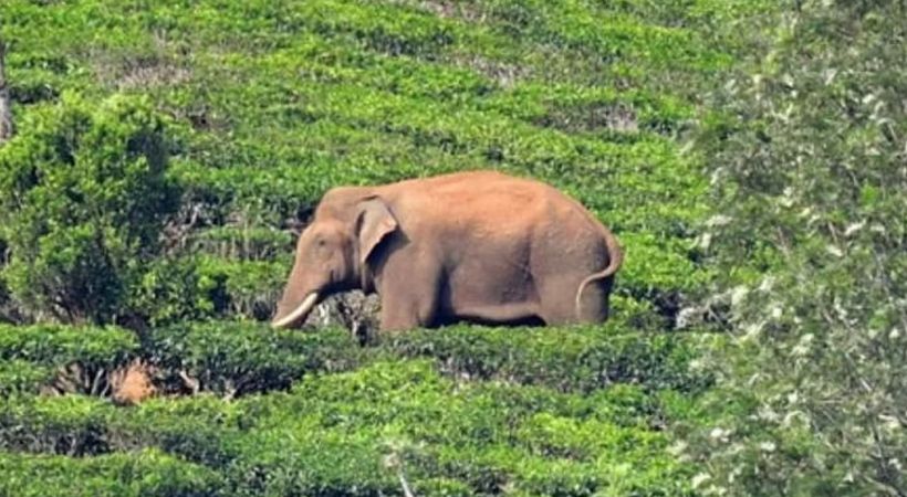 ആശങ്കകൾക്ക് വിരാമം, വനം വകുപ്പിന്റെ പ്രത്യേകസംഘം അരിക്കൊമ്പനെ ട്രാക്ക് ചെയ്തു.