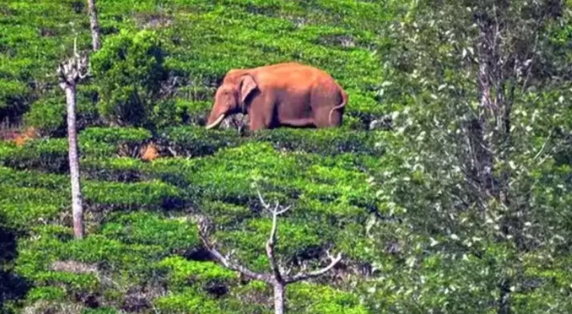 അരിക്കൊമ്പന്‍ നാല് ദിവസം കൊണ്ട് സഞ്ചരിച്ചത് 40 കിലോമീറ്റര്‍; ആന പെരിയാര്‍ റേഞ്ചിലെത്തി