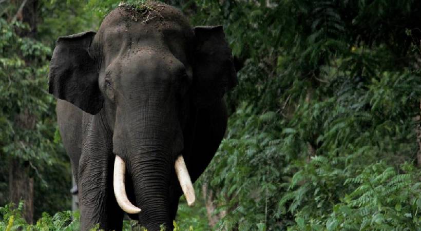 മലക്കപ്പാറ ആദിവാസി കോളനിയിൽ കാട്ടാന ആക്രമണം; ഒരാൾക്കും ഗുരുതര പരുക്ക്