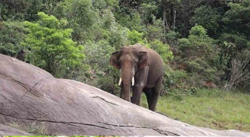 അരികൊമ്പന്റെ കോളറിൽ നിന്നും സിഗ്നൽ ലഭിച്ച് തുടങ്ങി; ആന അപ്പർ കോതയാർ മേഖലയിൽ