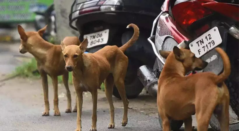 നായ ചാടിയതോടെ ബൈക്കിന് നിയന്ത്രണം നഷ്ടപ്പെട്ടു; റോഡിൽ തെറിച്ചുവീണ യുവാവ് ലോറി കയറി മരിച്ചു