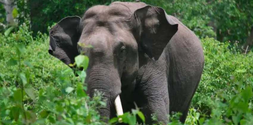 അരിക്കൊമ്പനെ മയക്കുവെടിവയ്ക്കരുതെന്ന് ഹർജി, ഹർജിക്കാർക്ക് 25000 രൂപ പിഴ ചുമത്തി സുപ്രിം കോടതി