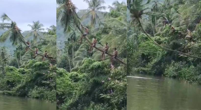 ചാഞ്ഞു നില്‍ക്കുന്ന തെങ്ങില്‍ കയറി പുഴയിലേക്ക് ചാടാന്‍ ശ്രമം; തെങ്ങ് ഒടിഞ്ഞു വീണ് അപകടം
