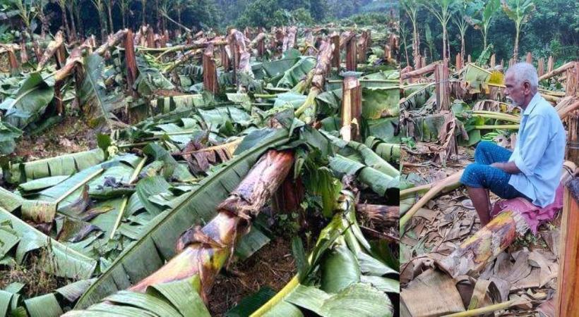 കെഎസ്ഇബി വാഴ വെട്ടിയ സംഭവം: മനുഷ്യാവകാശ കമ്മീഷൻ കേസെടുത്തു