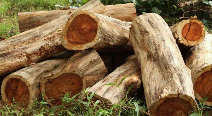 മുട്ടിൽ മരംമുറി; പ്രതി റോജി അഗസ്റ്റിൻ ഉൾപ്പടെ 35 പേർക്ക് പിഴയടക്കാൻ നോട്ടീസ് നൽകി, പിഴത്തുക ഏഴ് കോടിയോളം രൂപ