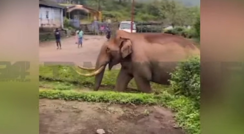 മൂന്നാർ ജനവാസ മേഖലയിൽ വീണ്ടും പടയപ്പ ഇറങ്ങി; റേഷൻ കട ആക്രമിച്ച് അരിച്ചാക്കുകൾ വലിച്ചുപുറത്തിട്ടു