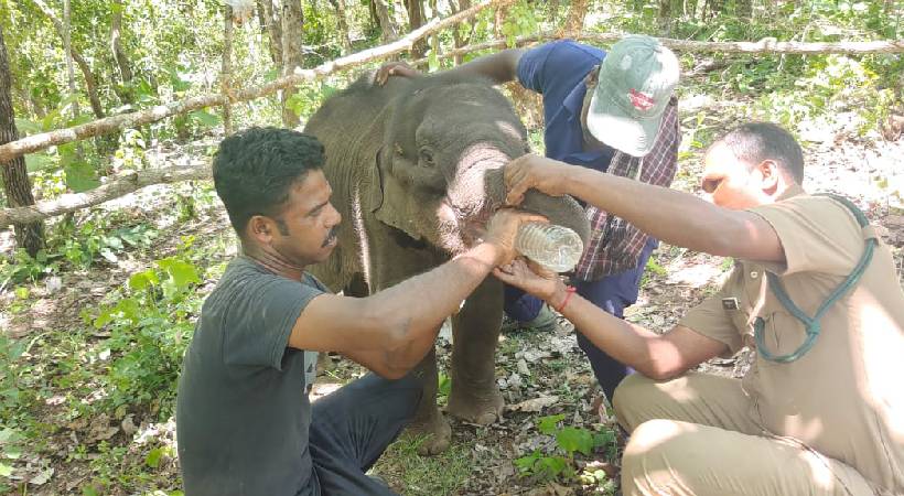 അഗളി വനമേഖലയിൽ അവശനിലയിൽ കണ്ടെത്തിയ കുട്ടിയാനക്ക് ധോണിയിൽ ചികിത്സ തുടങ്ങി