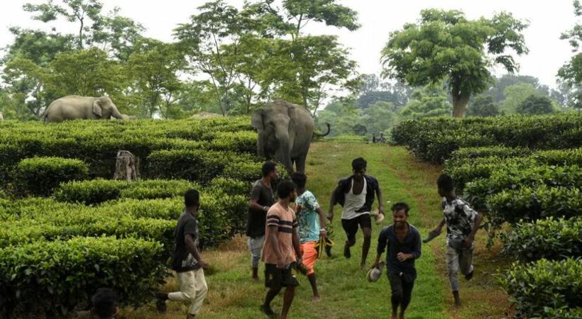 തുടര്‍ക്കഥയാകുന്ന വന്യജീവി ആക്രമണങ്ങള്‍; പലയിടത്തും ഫെന്‍സിങ് പ്രാരംഭഘട്ടത്തില്‍; വനംവകുപ്പിന് ഫണ്ട് അനുവദിക്കാന്‍ സര്‍ക്കാരിന് മെല്ലെപ്പോക്ക്