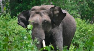 മലപ്പുറത്ത് കാട്ടാന ആക്രമണം; വീട്ടമ്മയ്ക്ക് ദാരുണാന്ത്യം