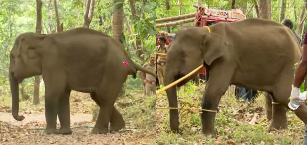 കണ്ണൂർ കരിക്കോട്ടക്കരിയിൽ മയക്കുവെടിവെച്ച് പിടികൂടിയ കാട്ടാന ചരിഞ്ഞു