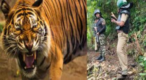 കാളികാവിലെ നരഭോജി കടുവയെ മയക്കുവെടി വെച്ചാൽ പോര, കൊല്ലണം; പഞ്ചായത്ത് പ്രസിഡന്റ്