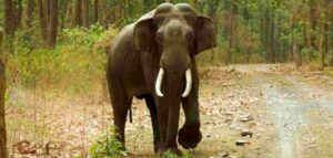 'തുമ്പിക്കൈ കൊണ്ട് തടഞ്ഞ് നിർത്തി,ഭയന്നോടവെ ആനയ്ക്ക് മുന്നിൽ തെന്നിവീണു' യുവാക്കൾ രക്ഷപ്പെട്ടത് തലനാ...