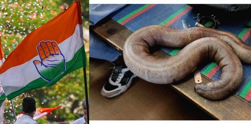 കൊല്ലത്ത് ഇരുതല മൂരിയുമായി കോൺഗ്രസ് നേതാവ് ഉൾപ്പെടെ അഞ്ച് പേർ പിടിയിൽ