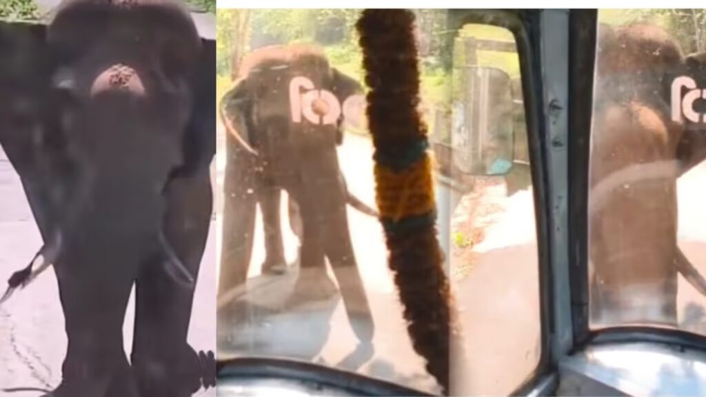 കൊല്ലത്ത് പട്ടാപ്പകൽ കെഎസ്ആർടിസി ബസിന് നേരെ പാഞ്ഞടുത്ത് ഒറ്റയാൻ; ബസിന്റെ ചില്ലുകൾ തകർത്തു, നിലവിളിച്ച് യാത്രക്കാർ