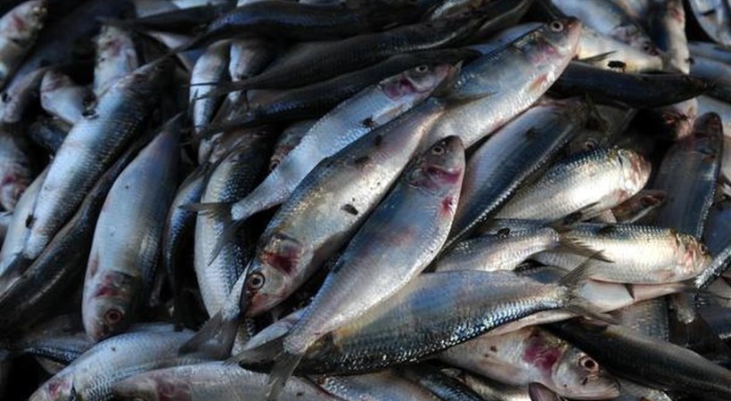 കേരളത്തില്‍ മത്തി ലഭ്യത 13 ശതമാനം കൂടി; കഴിഞ്ഞ പതിറ്റാണ്ടിനിടയിലെ ഉയര്‍ന്ന ലഭ്യത