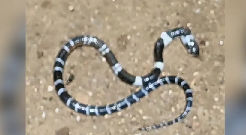 കുട്ടിയെ വെന്റിലേറ്ററിൽ നിന്ന് മാറ്റിയേക്കും; തൃശൂരിൽ പാമ്പുകടിയേറ്റ പത്ത് വയസുകാരന്റെ ആരോഗ്യനിലയിൽ പുരോഗതി