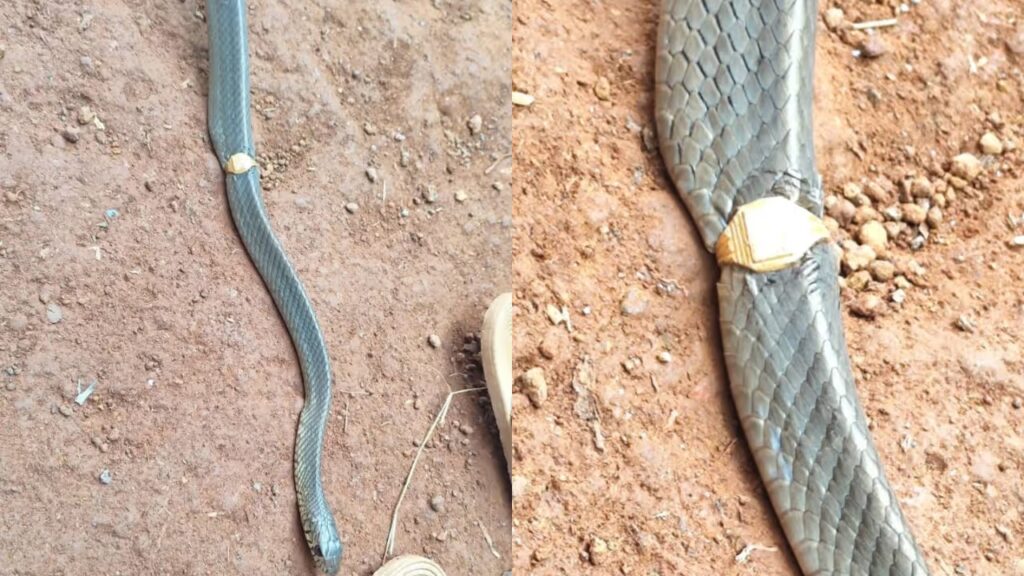 രണ്ടാഴ്ചയോളം അടച്ചിട്ട മേശ, തുറന്നപ്പോൾ കടലാസുകൾക്കിടയിൽ ‘സ്വ‍ർണ്ണ മോതിര’മിട്ട പാമ്പ്! സംഭവം കാസ‍‍ർകോട്