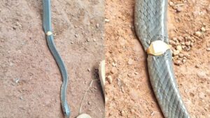 രണ്ടാഴ്ചയോളം അടച്ചിട്ട മേശ, തുറന്നപ്പോൾ കടലാസുകൾക്കിടയിൽ 'സ്വ‍ർണ്ണ മോതിര'മിട്ട പാമ്പ്! സംഭവം കാസ‍‍ർക...