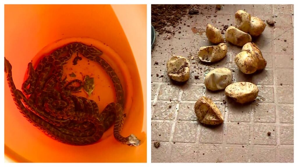 വ്യാഴാഴ്ച 2, ബുധനാഴ്ച 6, ചൊവ്വാഴ്ച 12; വീട്ടിലേക്ക് ഒന്നൊന്നായി വന്നത് 20 മലമ്പാമ്പിൻ കുഞ്ഞുങ്ങൾ, വിരിഞ്ഞ 22 മുട്ടകളും കണ്ടെത്തി, സംഭവം തൃശ്ശൂരിൽ