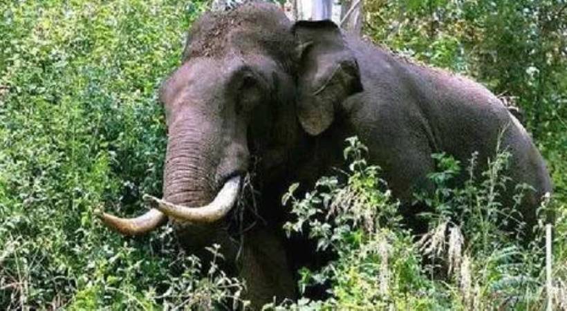 വീണ്ടും കാട്ടാന ആക്രമണത്തിൽ ഒരു മരണം; തിരുനെല്ലിയിൽ തോട്ടം തൊഴിലാളിയ്ക്ക് ദാരുണാന്ത്യം